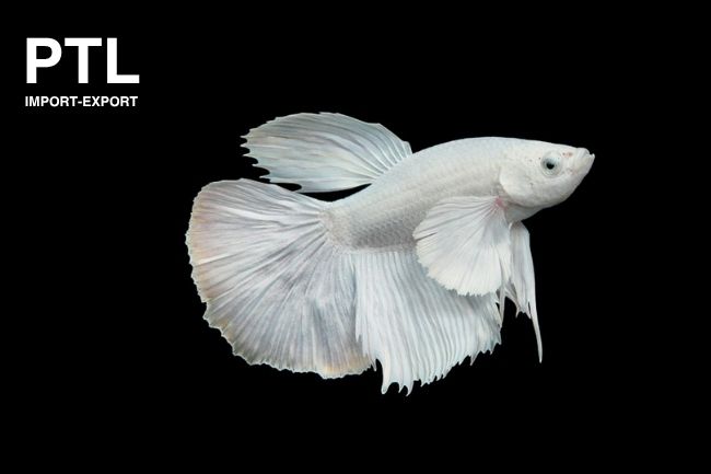 PTL-E022 BETTA SPL. PLATINUM